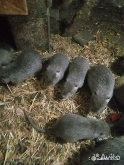 Нутрии молодняк