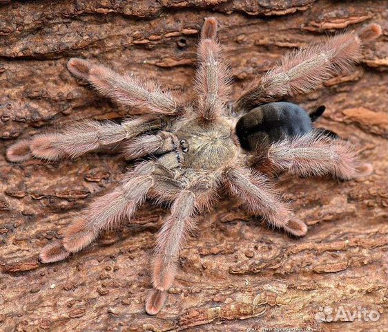 Паук птицеед Psalmopoeus pulcher