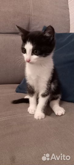 Отдам бесплатно