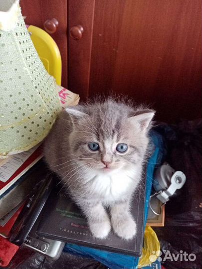 Котята отдам в добрые руки