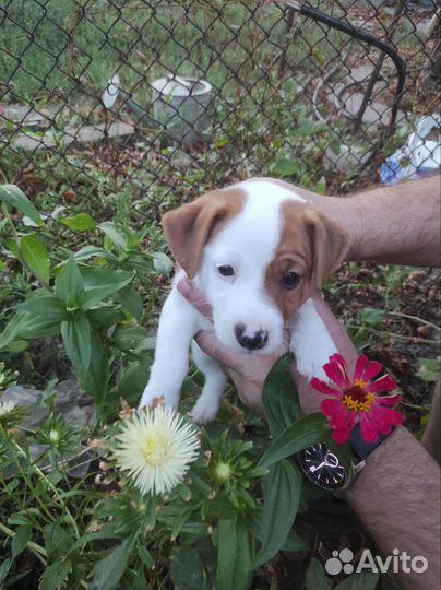 Собаки бесплатно