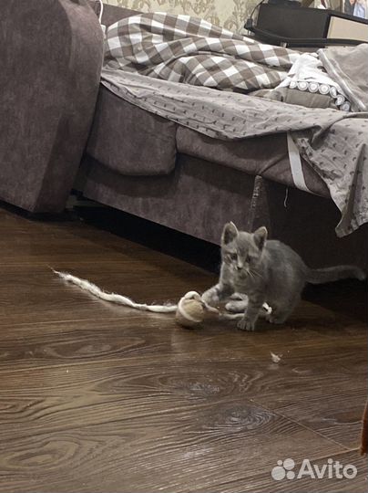 Котята в добрые руки бесплатно