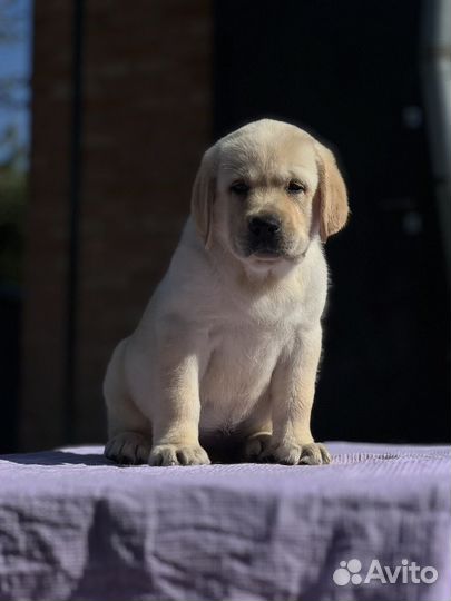 Щенки лабрадора РКФ