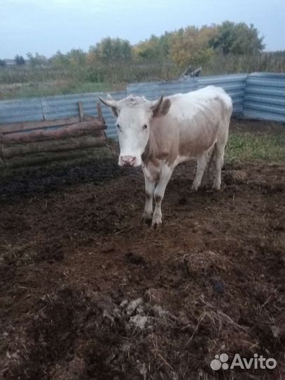 Корова дойная