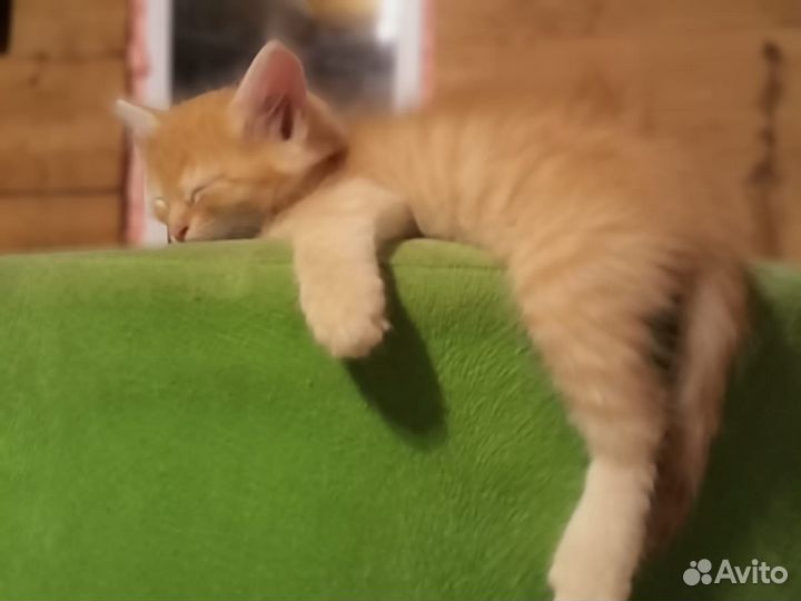 Отдам бесплатно