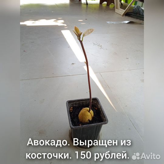 Комнатные растения