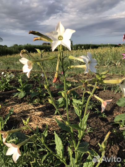 Семена табака