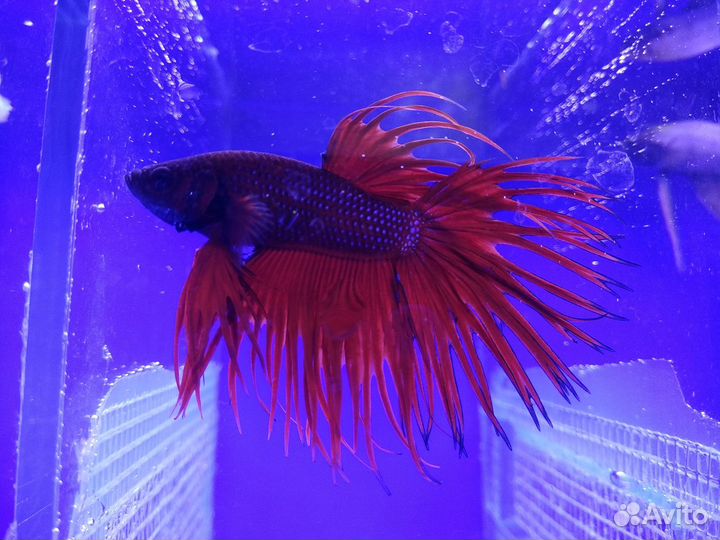 Аквариумные рыбки в Москве