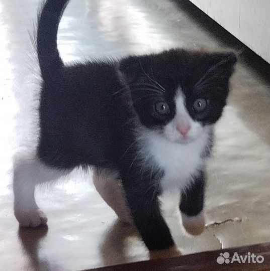 Отдам котенка в добрые руки