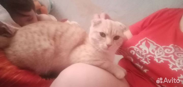 Шотландский кот в добрые руки