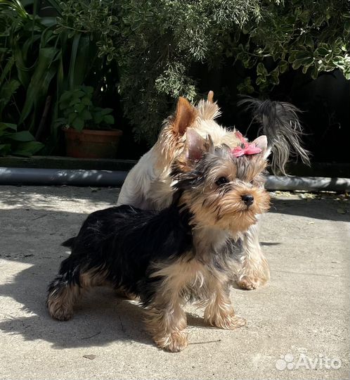 Йоркширский терьер