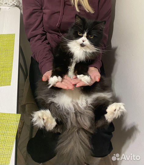 Отдам кота в добрые руки