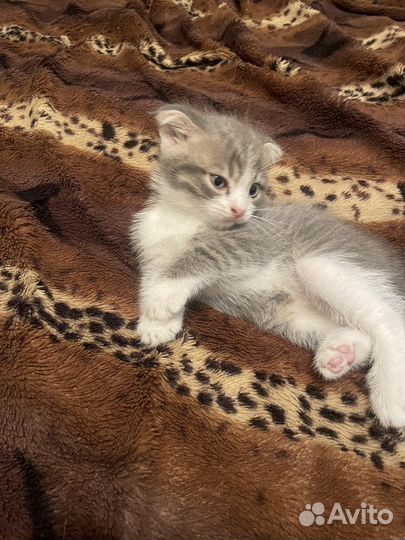 Вислоухи котенок