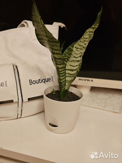 Сансевиерия