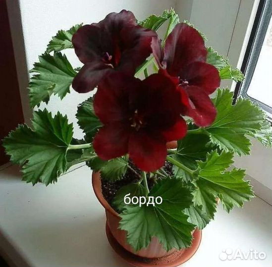 Королевская пеларгония