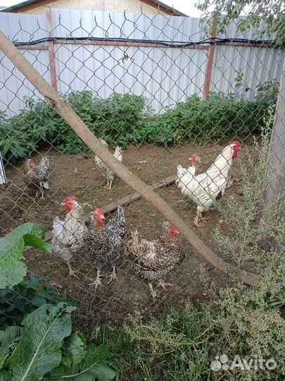 Пушкинские куры