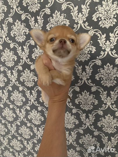 Чихуахуа мальчик