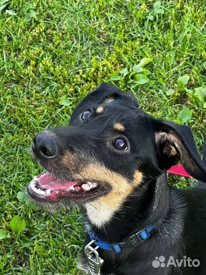 Собака мальчик щенок в добрые руки