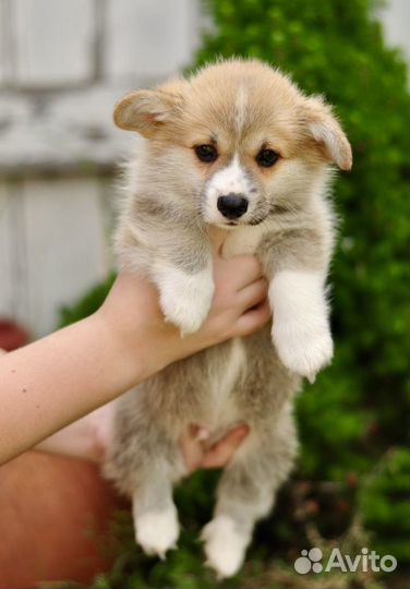 Корги замечательные малыши