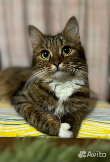 Кошка ищет дом