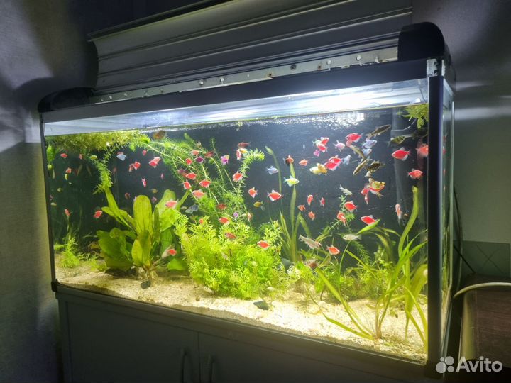 Тернеция гло