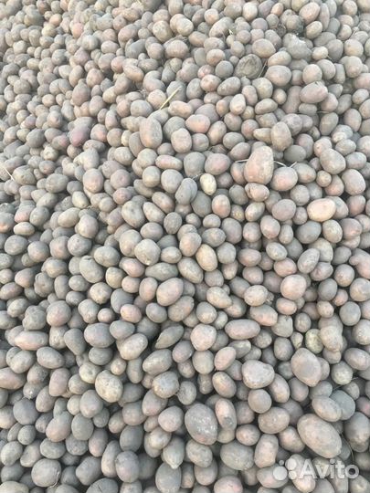 Семенной картофель