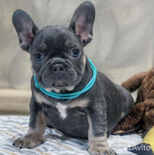 Французский бульдог, голубой шедевр