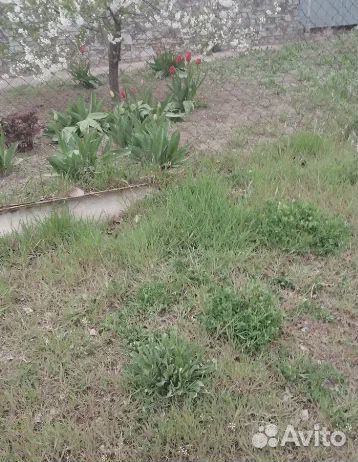 Гербицид сплошного действия торнадо 540