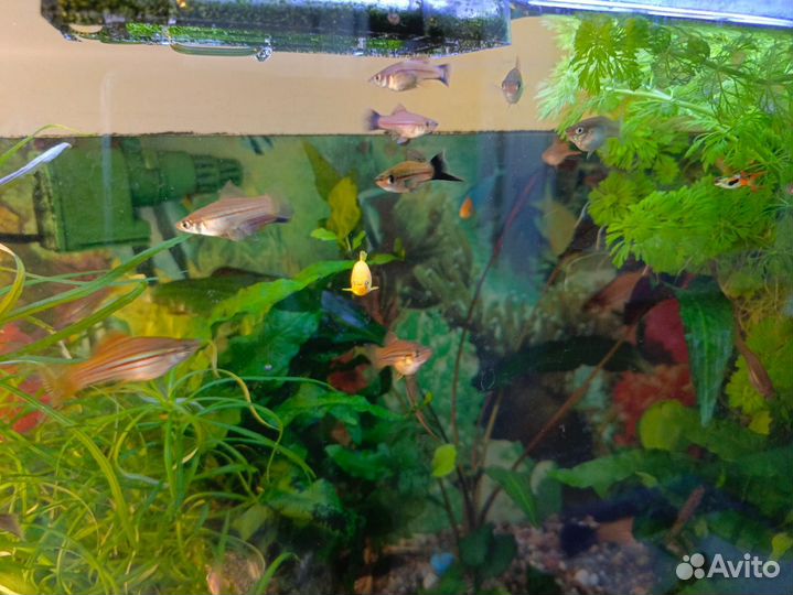 Меченосец, возраст около 4 месяцев