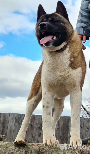 Американская акита вязка