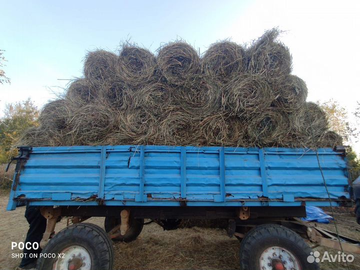 Продам сено в миннитюках