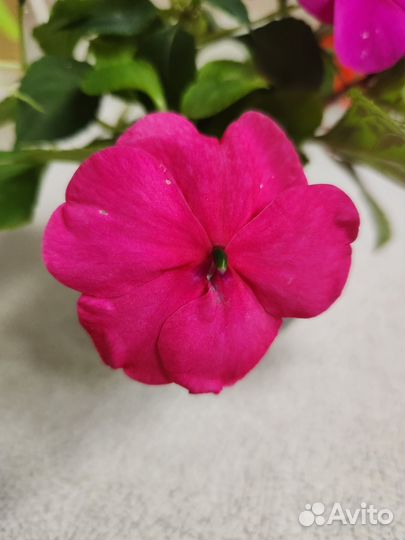 Бальзамины. 4 цвета