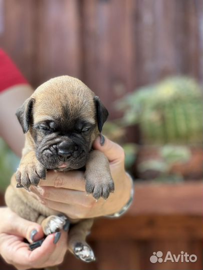 Бульмастиф