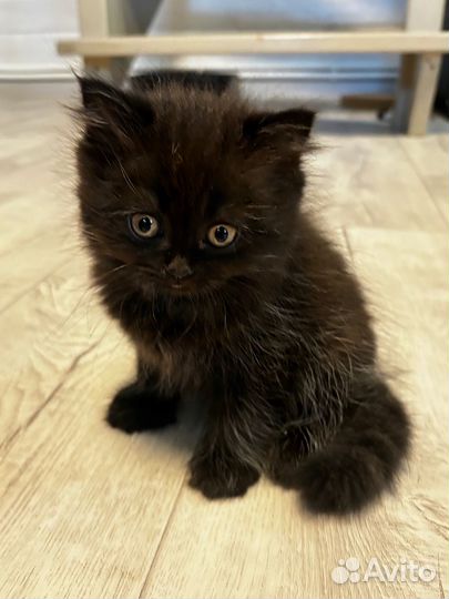 Британские котятки