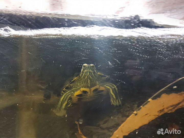 Черепашки с аквариумом