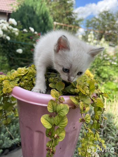 Котята от сиамской кошки