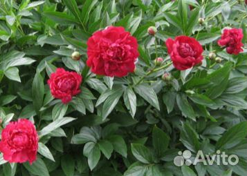 Пионы саженцы корни