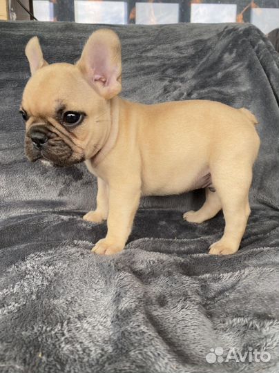 Французский бульдог