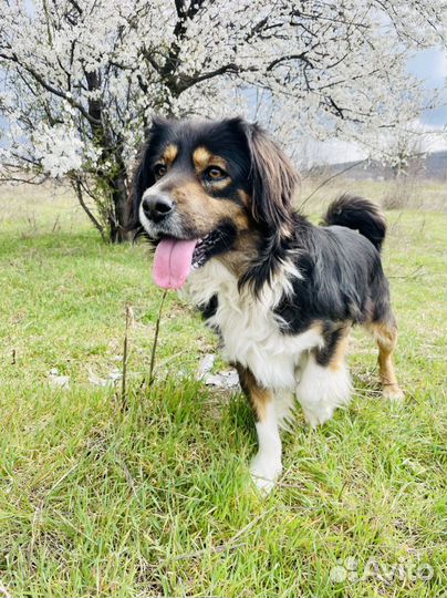 Собака в добрые руки