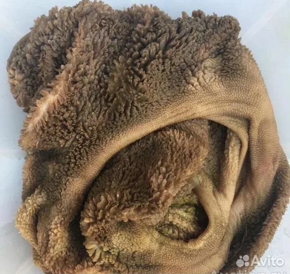 Рубец говяжий для собак