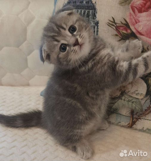 Шотландская