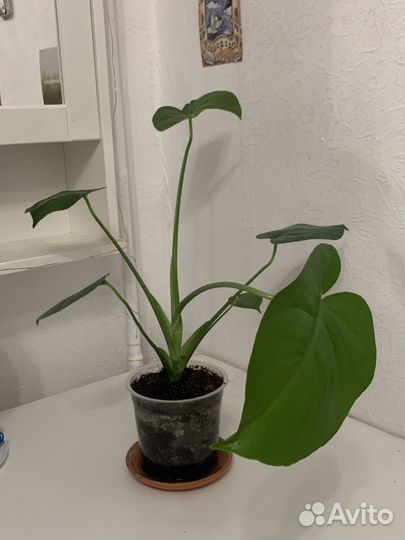 Монстера, целое растение