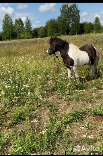 Лошадь пони