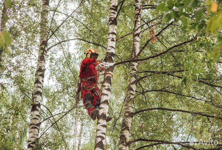 Спил сложных деревьев/Гарантия