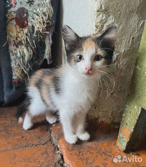 Котята девочки