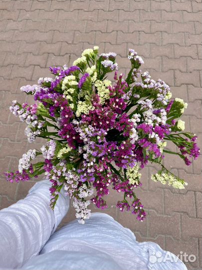 Статица свежая срезка