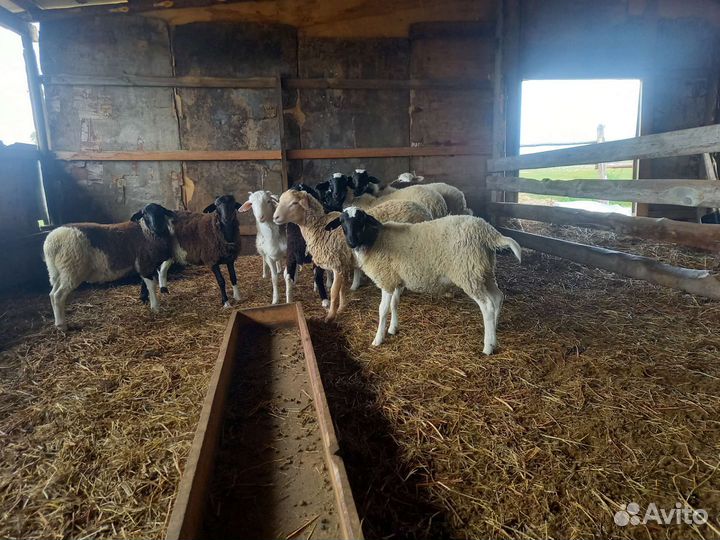 Бараны дорпер