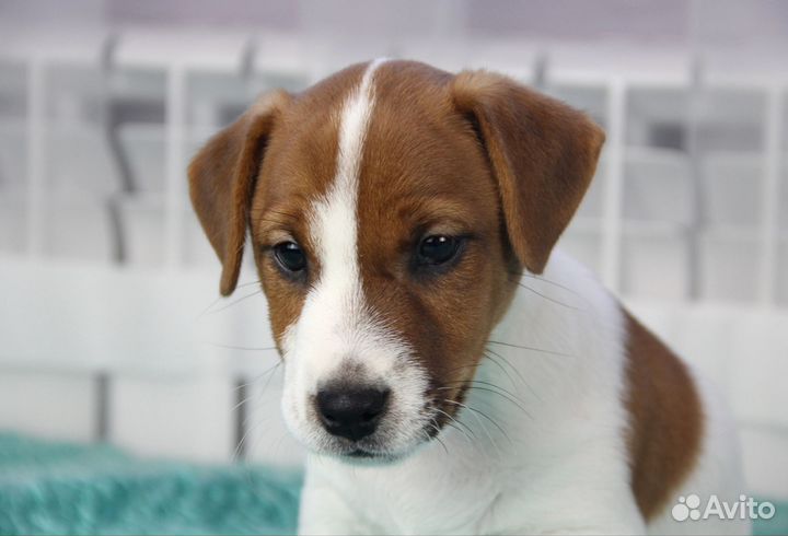 Джек Рассел терьер