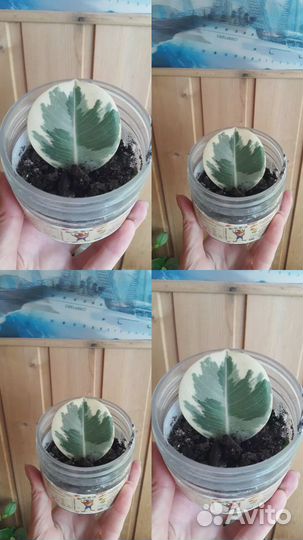 Фикус тенике эластика