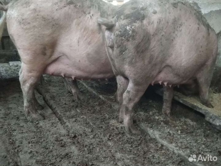 Поросные свиноматки